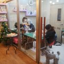 퍼피홀릭 이미지