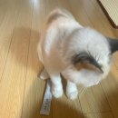 고양이 설사 변비 영양제 메디포캣 다이아스틱 급여 후기 (feat. 조이 &amp; 토토로)