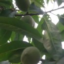 옥주농장 이미지