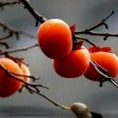 감(Date Plum)~~~ 꽃말;자연미 이미지