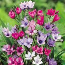 [바1] 바비아나 큐 Babiana Kew Hybrids 10구에 10,000원에 50세트 분양합니다. 이미지
