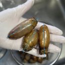 덕제 | 4월 제철음식 활미더덕회 손질법과 맛 후기