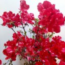 아젤리아 이미지