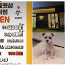 메리몰펫샵 안락점 네이버블로그