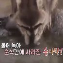 여우까페 이미지