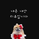 쉼멍스테이 | 제주도 애견펜션 쉼멍스테이201호 짜장이가 가 본 후기