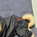 싹Dog 이미지