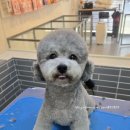 마이쏭 펫샵 이미지