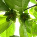 나무대문집 이미지