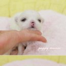넙죽이네 Daum카페