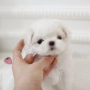 펫블리강아지&미라클고양이 이미지