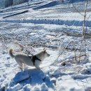 진돌이~~또.눈이 왔으니 雪 힐링? 이미지