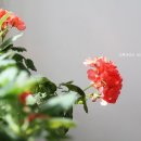 4월, 베란다 정원 봄의 서막을 열다! - 예쁜 베란다 정원 ^^ 이미지