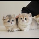 아담스펫 강아지분양 고양이분양 강남점 이미지