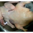 오리한마리 이미지