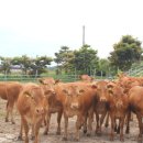 기립농장 이미지