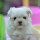 쓰담쓰담 이미지