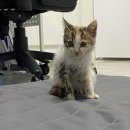 가평황토민박 | 7월일상(이라 쓰고 7월 먹방글) / 고양이 감자 소개/ 가평 계곡 추천 한솔유원지 / 먹태깡 드디어 먹어봄