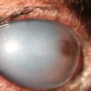 차이 동물병원 이미지