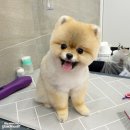 이든펫스파 이미지