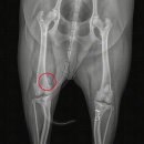 위더스동물병원 이미지