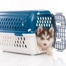 이삭애견훈련소 이미지