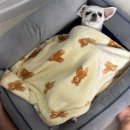 킁킁펫 | [킁킁펫] 반려견 커버 분리 마약쿠션 &lt;강아지방석&gt; 뉴 파스텔 그레이/네이비 L 후기