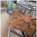 횡성한우목장 이미지