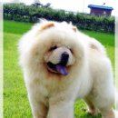 복실강아지 이미지