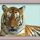 태양을향하여 이미지