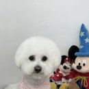 라이크테테 이미지