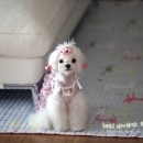 강아지를 부탁해 이미지