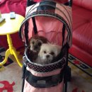 도그버디 이미지