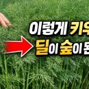 딜 재배법 이미지