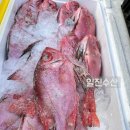 화수로 | 처음 보는 생선 뿔돔 | 일진수산에서 만난 희귀 생선 후기