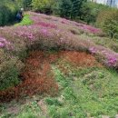 철쭉동산 이미지