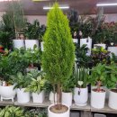 율마루 | 논산꽃집 율마화분 분위기있는 식물들 많아요 김정은플라워