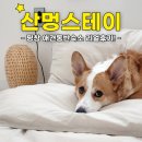 평창힐링스테이 | 강원도 애견동반 숙소 - 평창 독채펜션 산뷰로 힐링 후기 &#34;산멍스테이&#34;