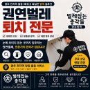 “붉은개미인 줄 알았는데... 권연침벌?” (실사례후기)