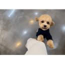 항상,예쁘개 이미지