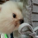 봉구 이미지