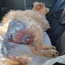 현리동물병원 이미지