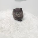 우니캣 이미지
