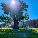 청안초등학교 병설유치원 이미지