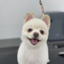 로에펫 이미지