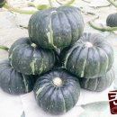 뿌리농장 이미지