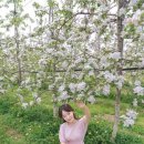 마교농장 Daum카페