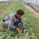 양촌농장 이미지