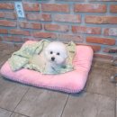 개똥이 애견샵 이미지