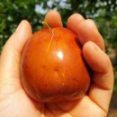 일품농장 이미지